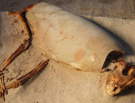 Antigo cemitério para animais de estimação é encontrado no Egito